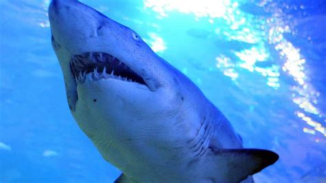 Y­e­n­i­ ­K­a­l­e­d­o­n­y­a­­d­a­ ­k­ö­p­e­k­ ­b­a­l­ı­ğ­ı­ ­s­a­l­d­ı­r­ı­s­ı­